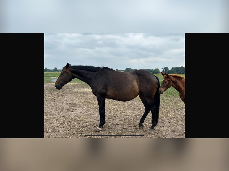 Hannoveranare Sto 16 år 166 cm Mörkbrun in Langwedel