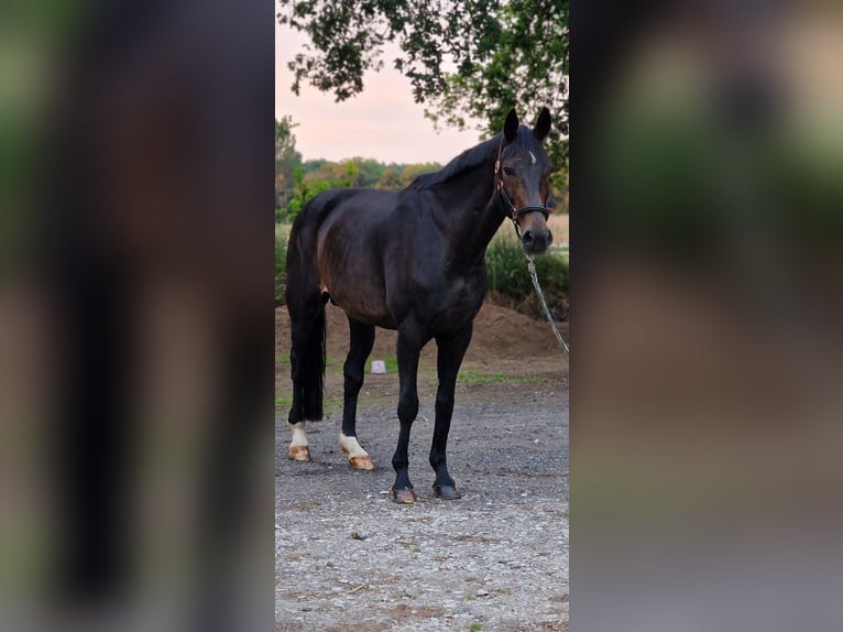 Hannoveranare Sto 18 år 166 cm in Warendorf