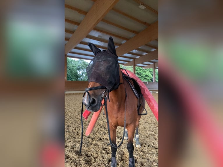 Hannoveranare Sto 19 år 158 cm Brun in Dietikon