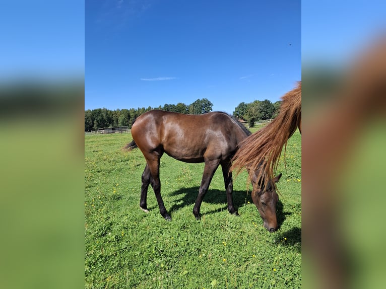 Hannoveranare Sto 1 år 170 cm Brun in Soltau