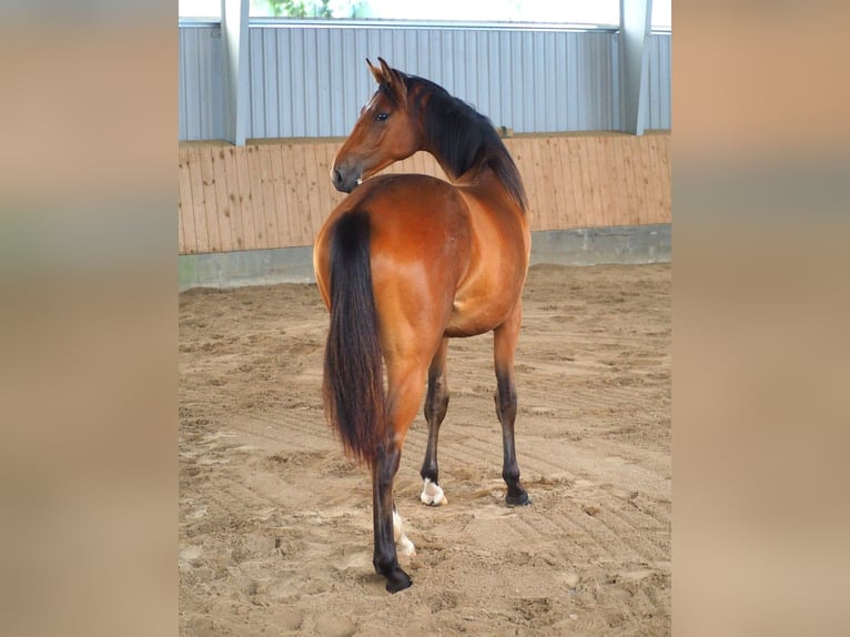 Hannoveranare Sto 1 år 173 cm Brun in Zarpen