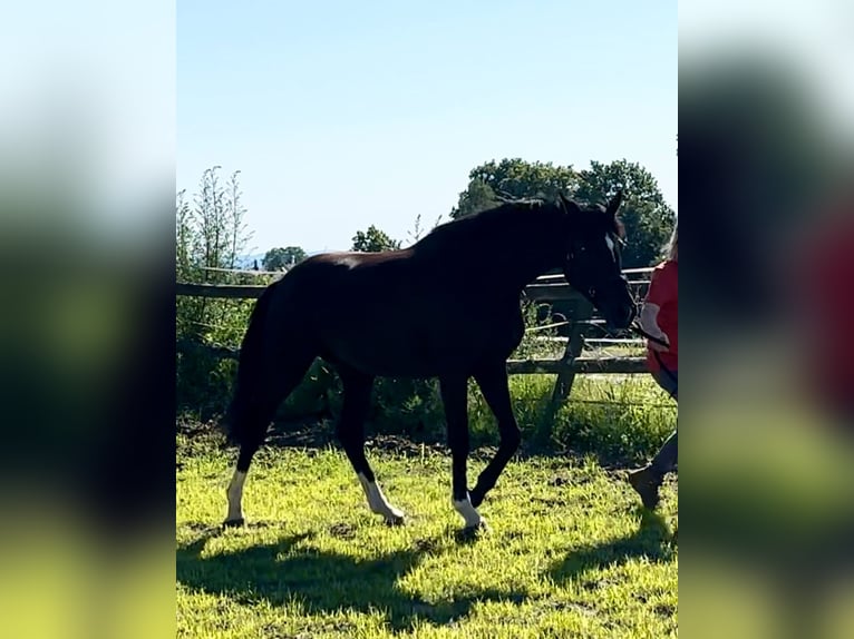 Hannoveranare Sto 2 år 172 cm Svart in Kloster Lehnin