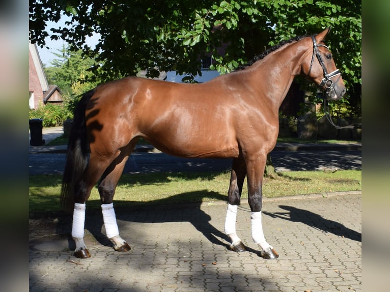 Hannoveranare Sto 3 år 172 cm Brun in Fredenbeck