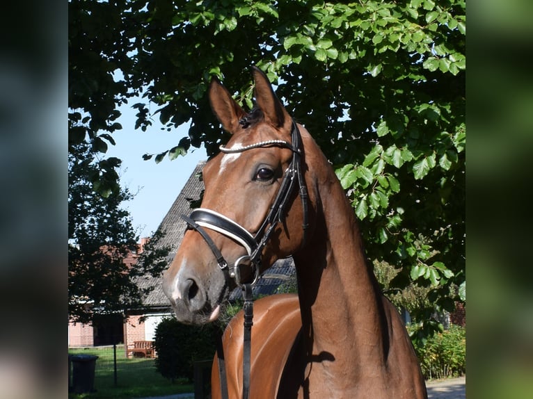 Hannoveranare Sto 3 år 172 cm Brun in Fredenbeck