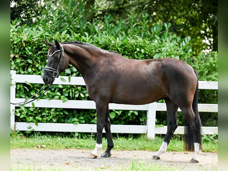 Hannoveranare Sto 4 år 155 cm Svart in Moers