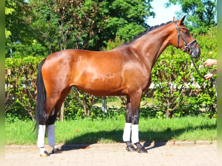 Hannoveranare Sto 4 år 165 cm Brun in Selsingen