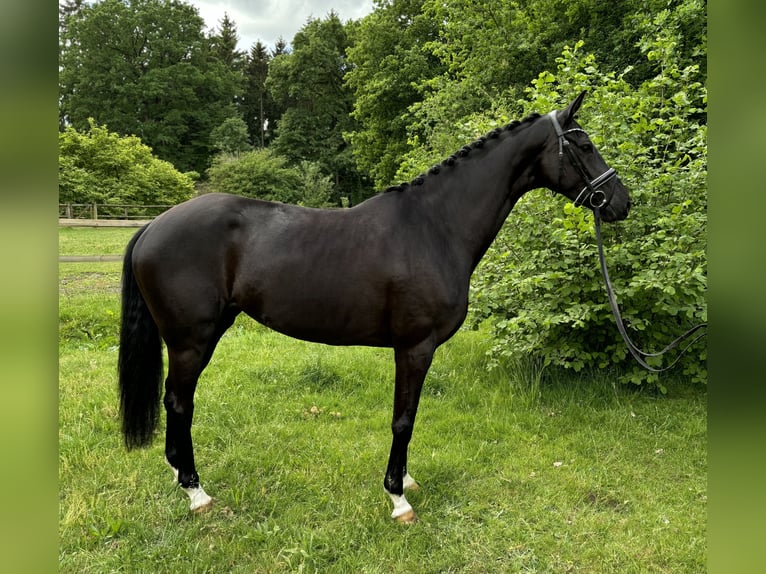 Hannoveranare Sto 4 år 165 cm Svart in Kirchlinteln