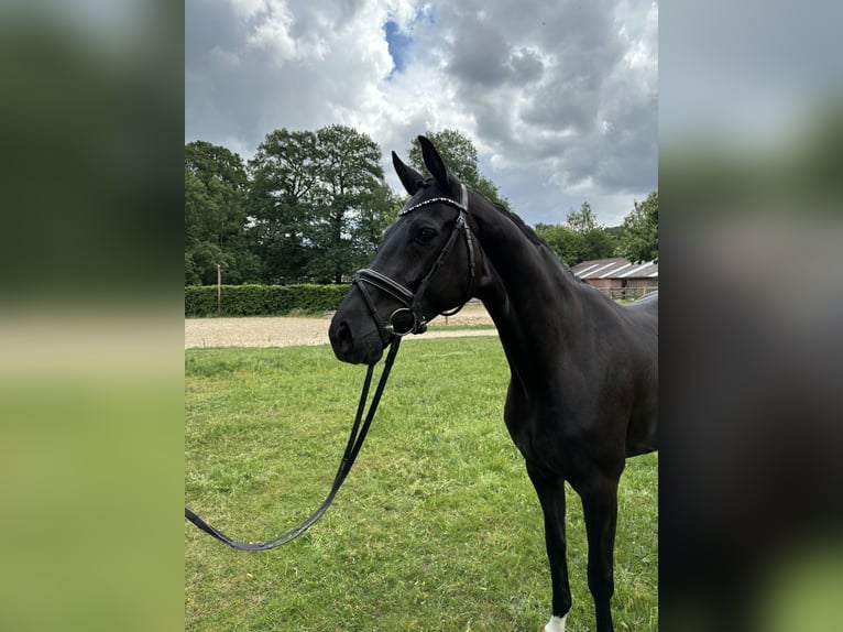 Hannoveranare Sto 4 år 165 cm Svart in Kirchlinteln