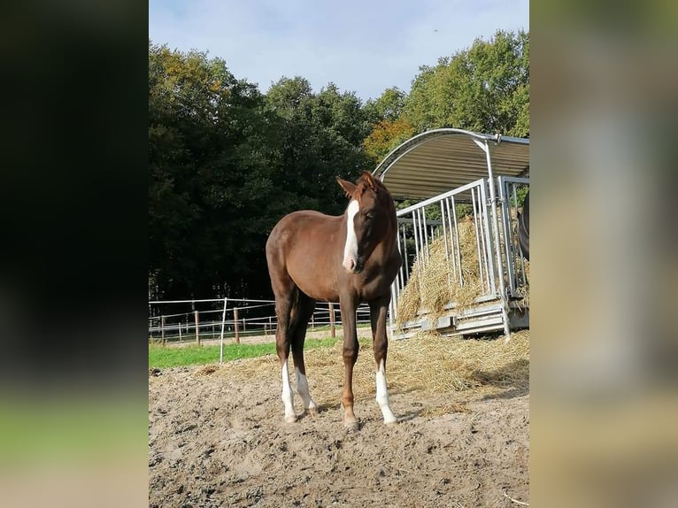 Hannoveranare Sto 4 år 166 cm fux in Wildeshausen