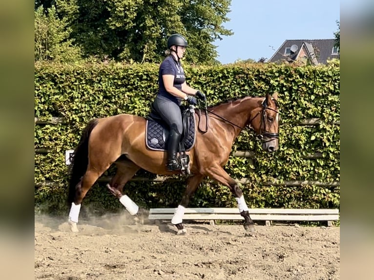 Hannoveranare Sto 4 år 167 cm Brun in Haselau