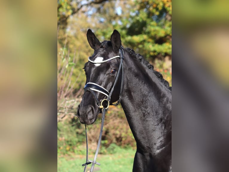 Hannoveranare Sto 4 år 167 cm Svart in Deinstedt