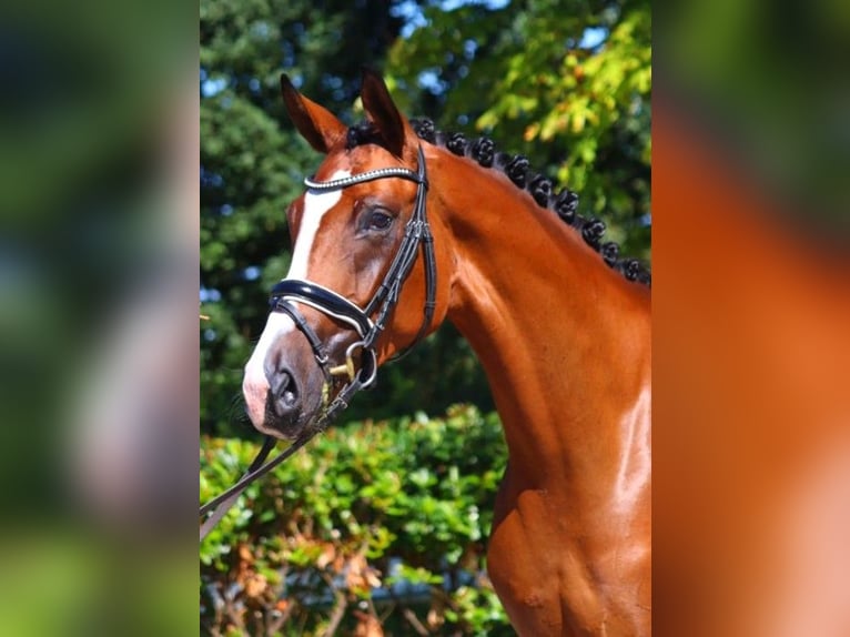 Hannoveranare Sto 4 år 170 cm Brun in Selsingen