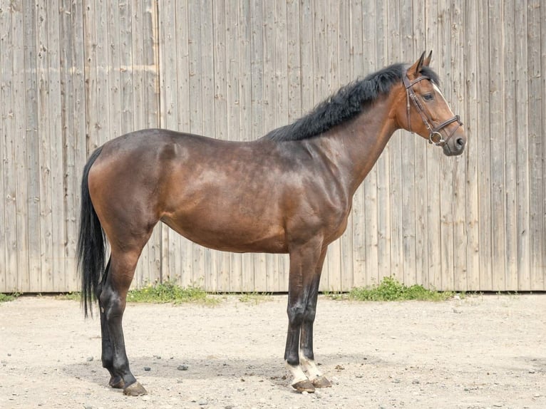 Hannoveranare Sto 4 år 170 cm Brun in Langelsheim