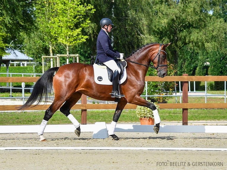 Hannoveranare Sto 4 år 170 cm Mörkbrun in Verden