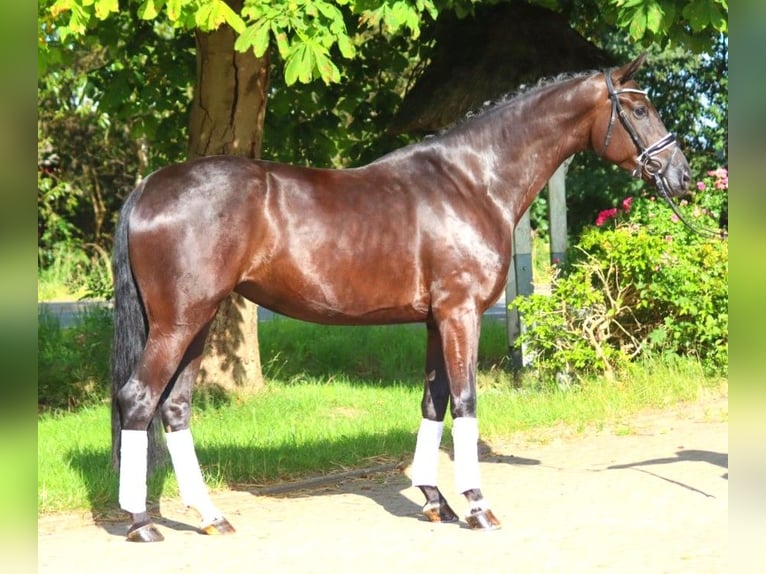 Hannoveranare Sto 4 år 172 cm Svart in Selsingen