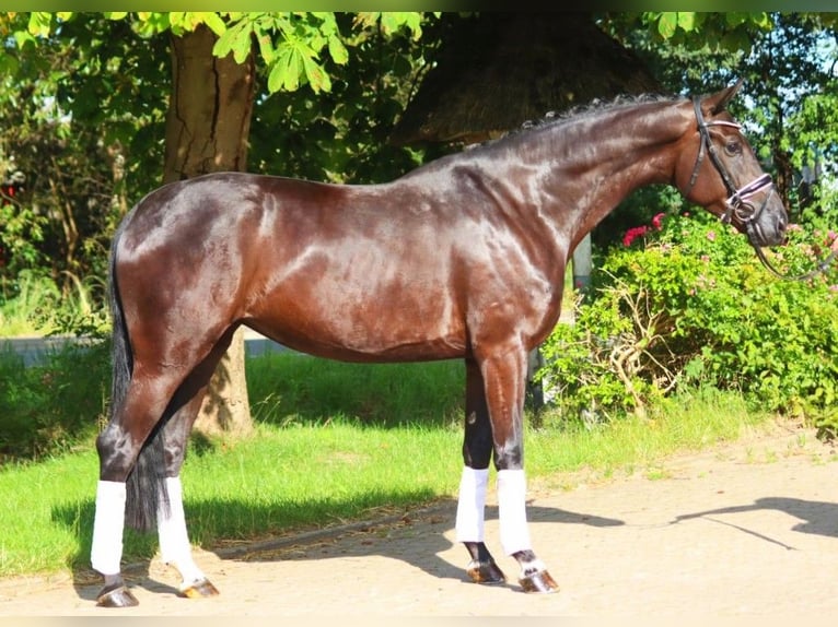 Hannoveranare Sto 4 år 172 cm Svart in Selsingen