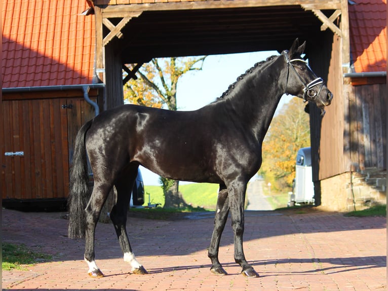 Hannoveranare Sto 5 år 165 cm Svart in Bramsche