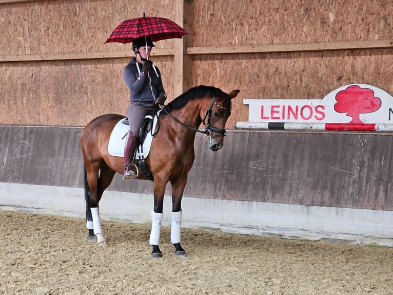 Hannoveranare Sto 5 år 167 cm Brun in Neuhaus an der Oste