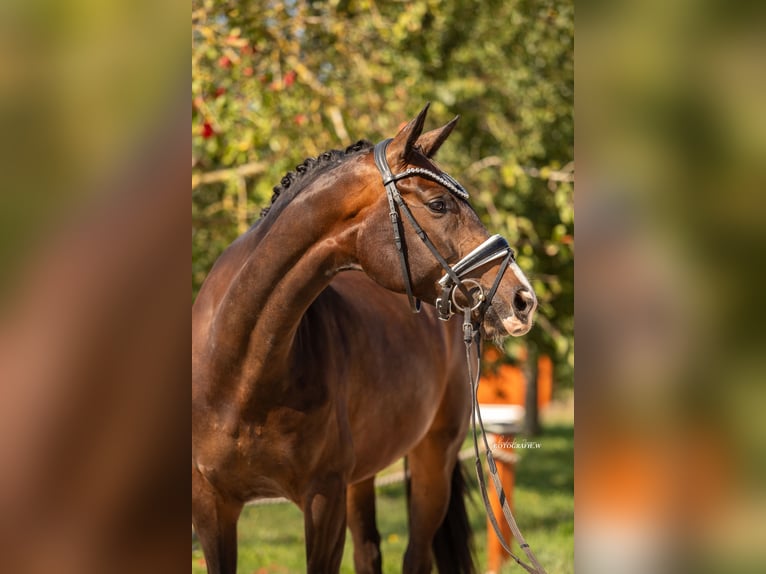 Hannoveranare Sto 5 år 168 cm Mörkbrun in Lehrberg