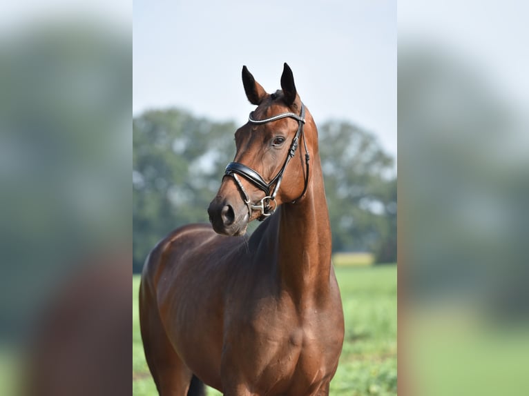 Hannoveranare Sto 5 år 169 cm Brun in Lohne (Oldenburg)