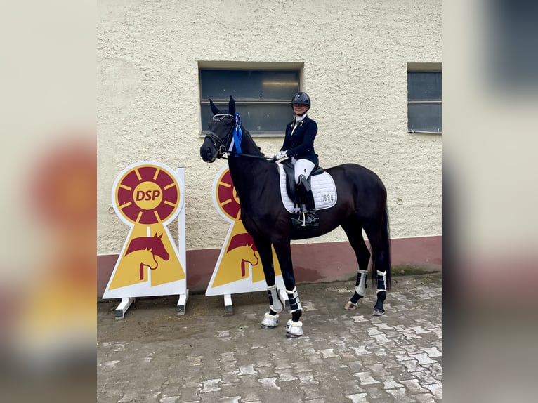 Hannoveranare Sto 5 år 169 cm Svart in Neckargemünd