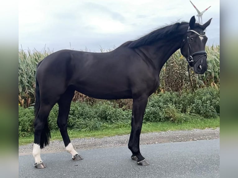 Hannoveranare Sto 5 år 174 cm Svart in Schwarme