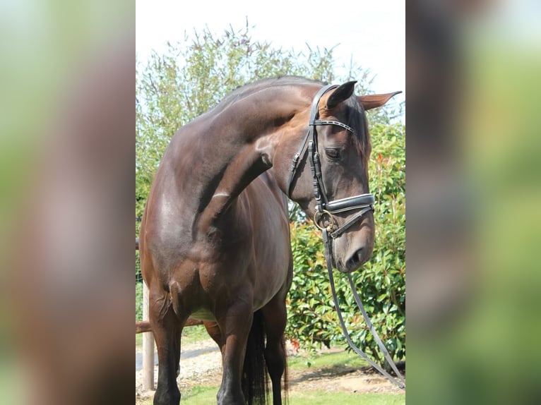 Hannoveranare Sto 5 år 175 cm Mörkbrun in Hamersen