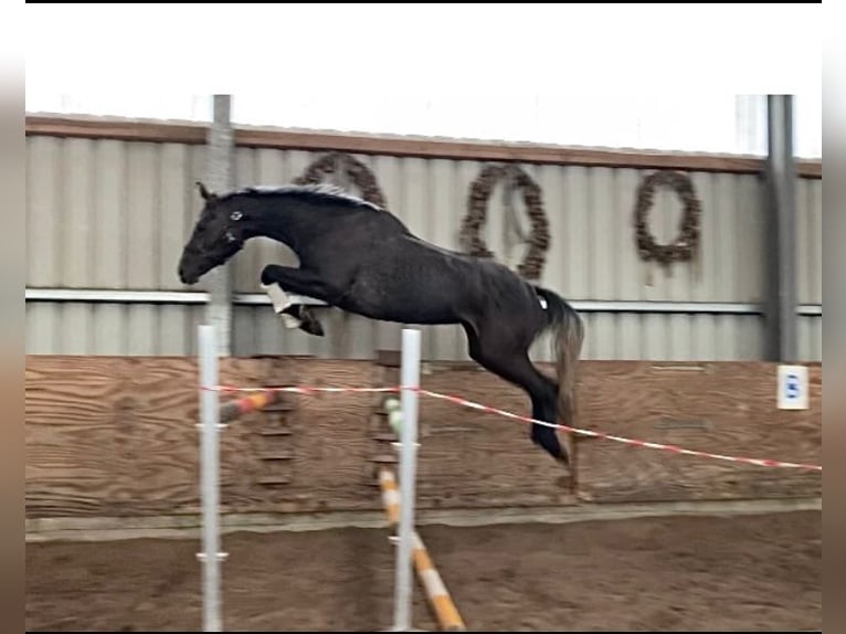 Hannoveranare Sto 5 år 176 cm Grå in Esens