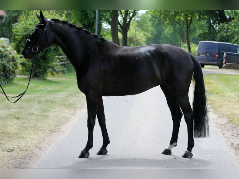 Hannoveranare Sto 6 år 167 cm Svart in Wingst