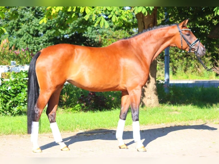 Hannoveranare Sto 6 år 172 cm Brun in Selsingen