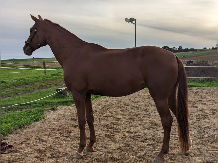 Hannoveranare Sto 6 år 180 cm fux in Beselich