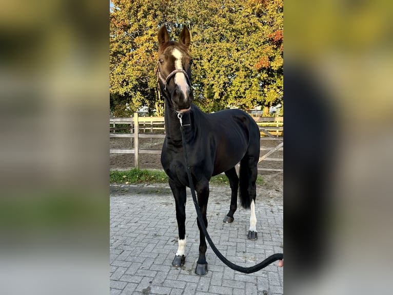 Hannoveranare Sto 7 år 165 cm Svart in Barsinghausen