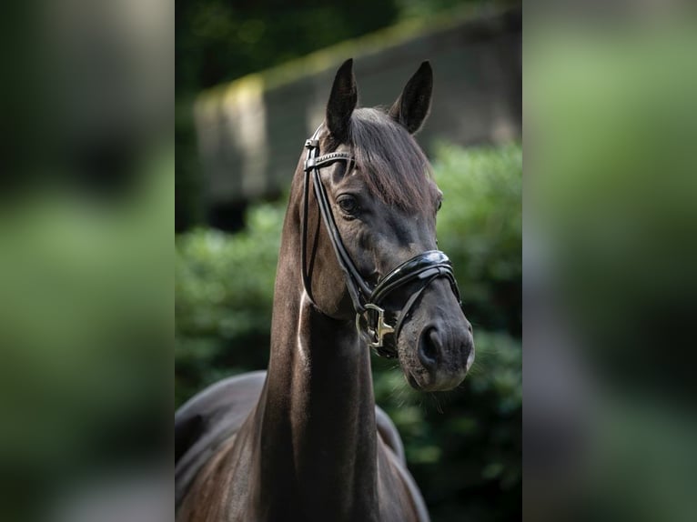 Hannoveranare Sto 8 år 167 cm Svart in Werther