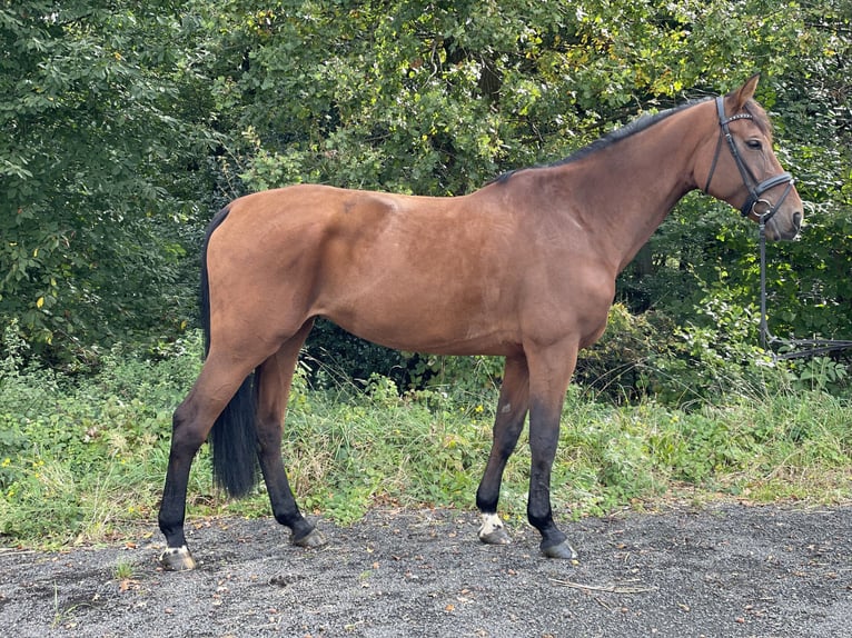 Hannoveranare Sto 8 år 175 cm Brun in Overath