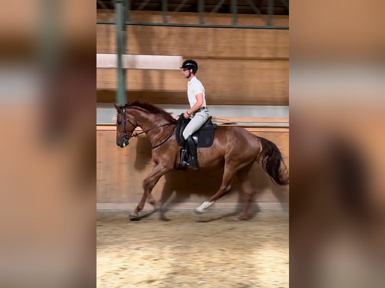 Hannoveranare Sto 8 år 176 cm fux in Burgstädt