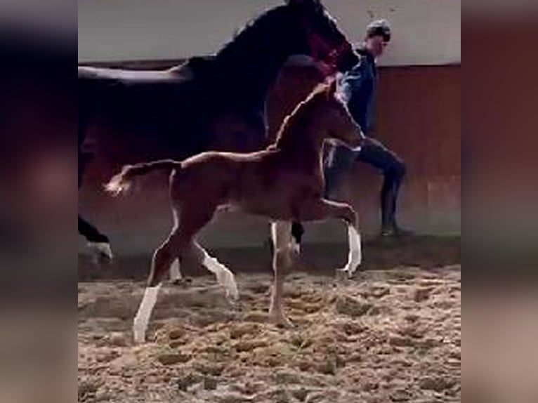 Hannoveranare Sto 9 år 165 cm Brun in Telgte