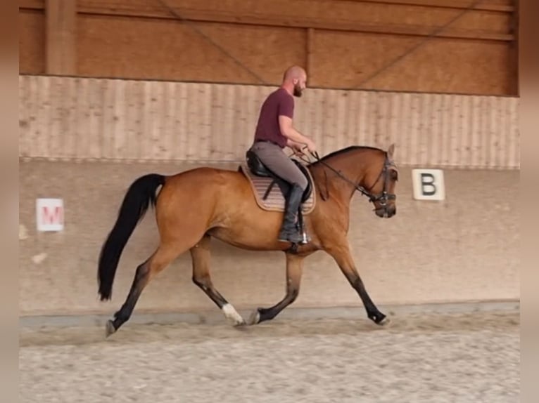 Hannoveranare Blandning Sto 9 år 165 cm Brun in Radebeul