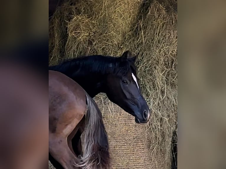 Hannoveranare Sto 9 år 172 cm Svart in Siegen