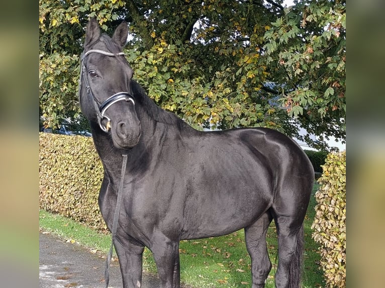 Hannoveranare Sto 9 år 172 cm Svart in Warstein