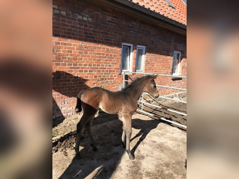 Hannoveranare Sto Föl (03/2023) Brun in Lübeck