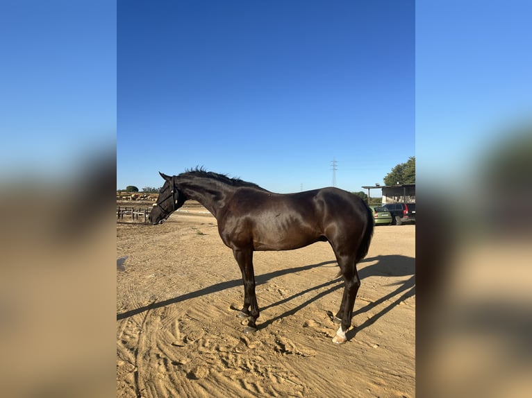 Hannoveranare Valack 10 år 164 cm Svart in Almonte