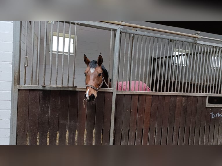 Hannoveranare Valack 10 år 166 cm Brun in Barenburg