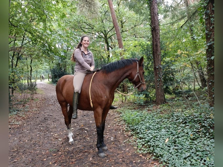 Hannoveranare Valack 10 år 166 cm Brun in Barenburg