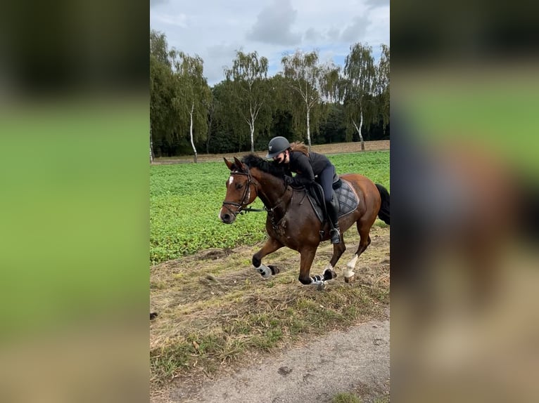 Hannoveranare Valack 10 år 166 cm Brun in Barenburg