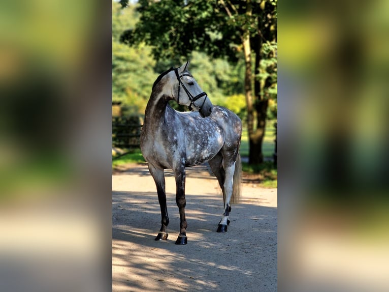 Hannoveranare Valack 10 år 170 cm Gråskimmel in Wesel