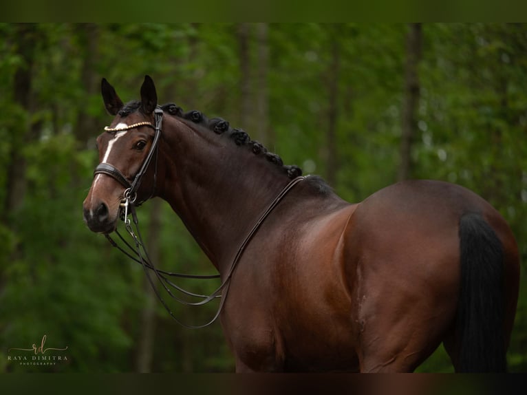 Hannoveranare Valack 10 år 172 cm Mörkbrun in Wehringen