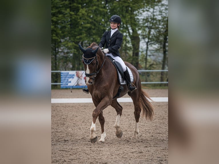 Hannoveranare Valack 10 år 178 cm Fux in Geiselhöring