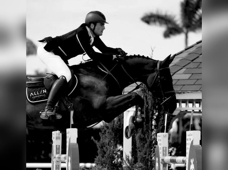 Hannoveranare Valack 10 år Svart in Sevilla