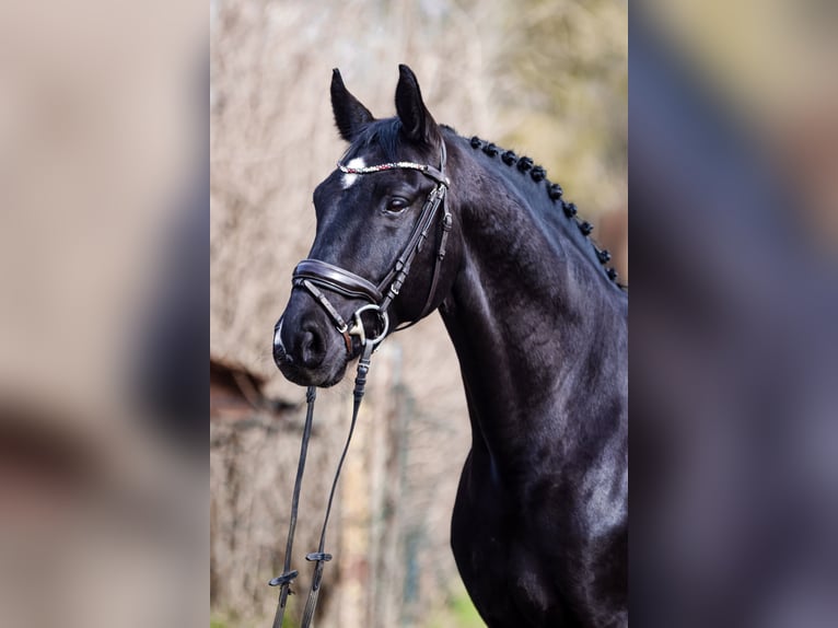 Hannoveranare Valack 11 år 166 cm Svart in Höxter