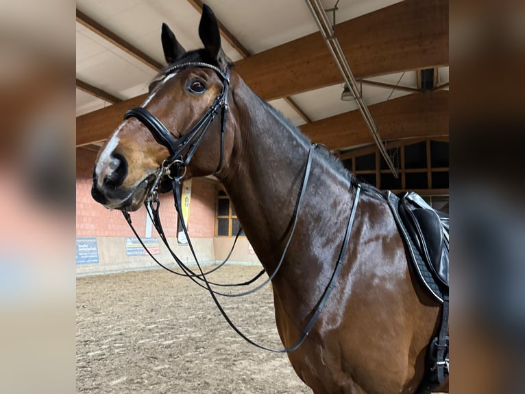 Hannoveranare Valack 11 år 182 cm Brun in Winsen (Aller)